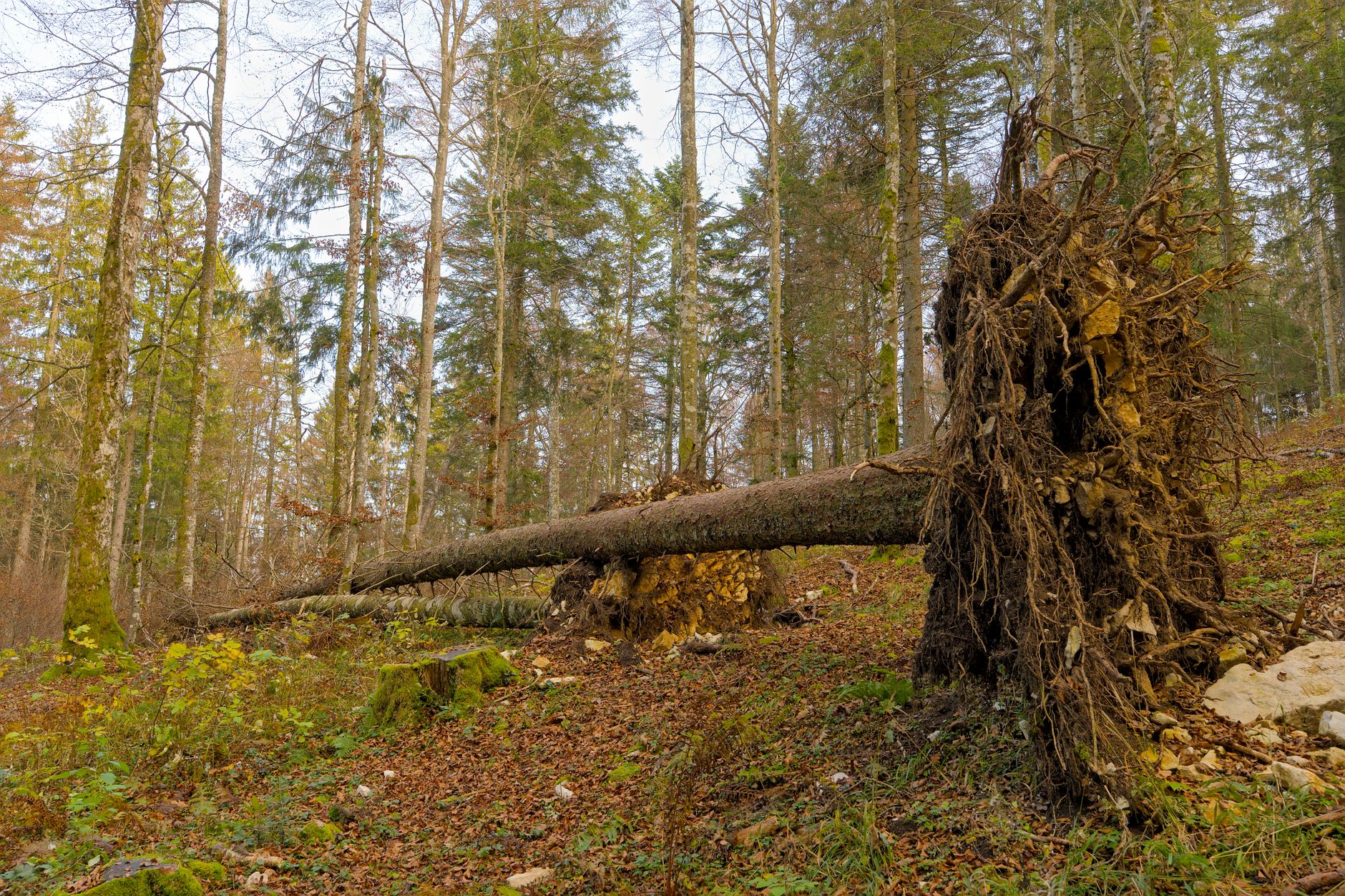 Enlèvement arbre urgence à Rochefort